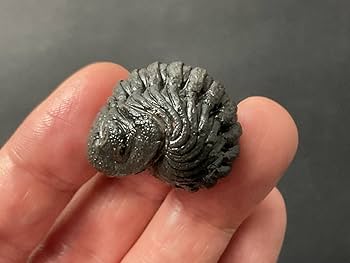 三葉虫　化石　Phaetonellus 三葉虫 化石 Phaetonellus 三葉虫 化石 Phaetonellus 三葉虫 化石